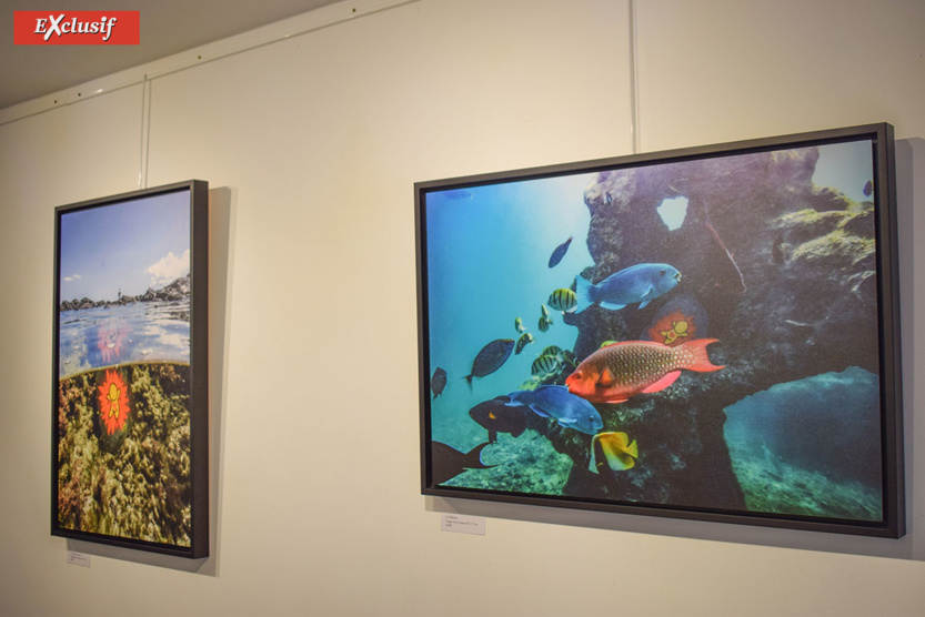 Expo "Galets" de Jace: à la chasse aux Gouzous... aquatiques! 