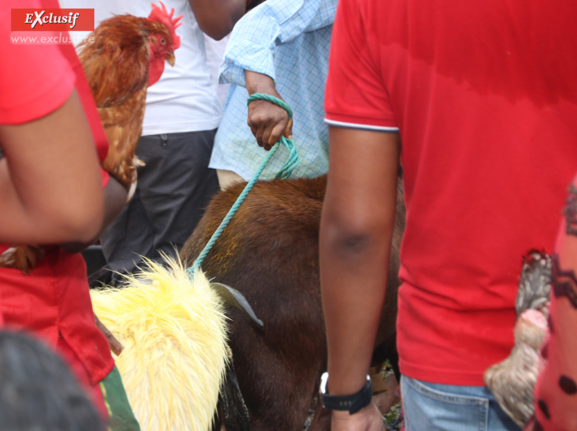 Marche sur le feu au temple tamoul du Chaudron: photos