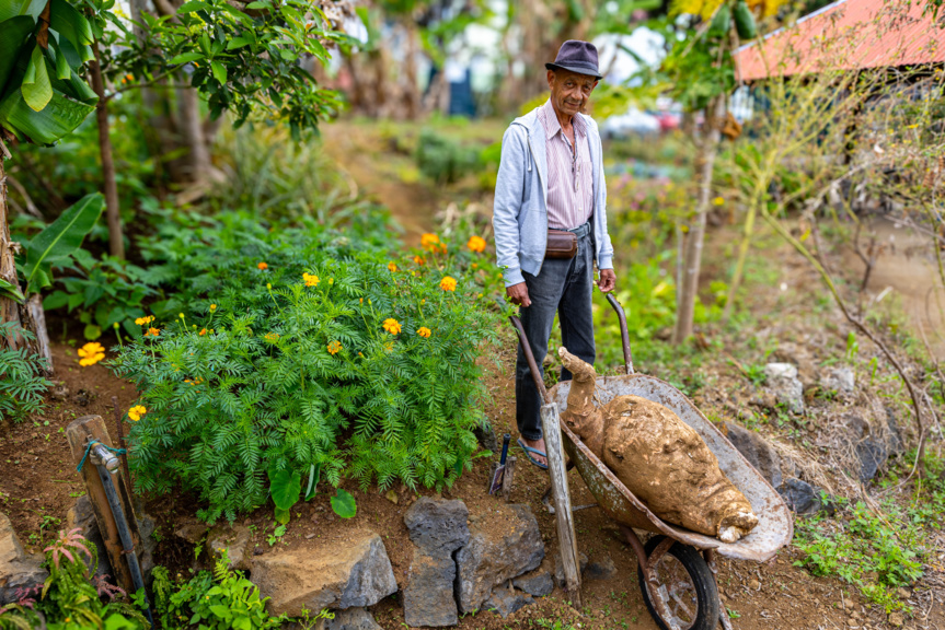 Insolite: un manioc de 50 kg découvert au Tampon!