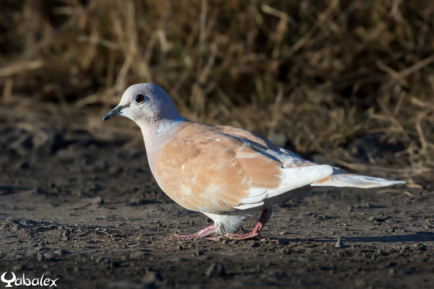 Il est désormais nécessaire d'observer l'évolution de cet oiseau...