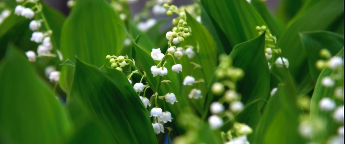 Il est possible d'acheter du muguet malgré le confinement