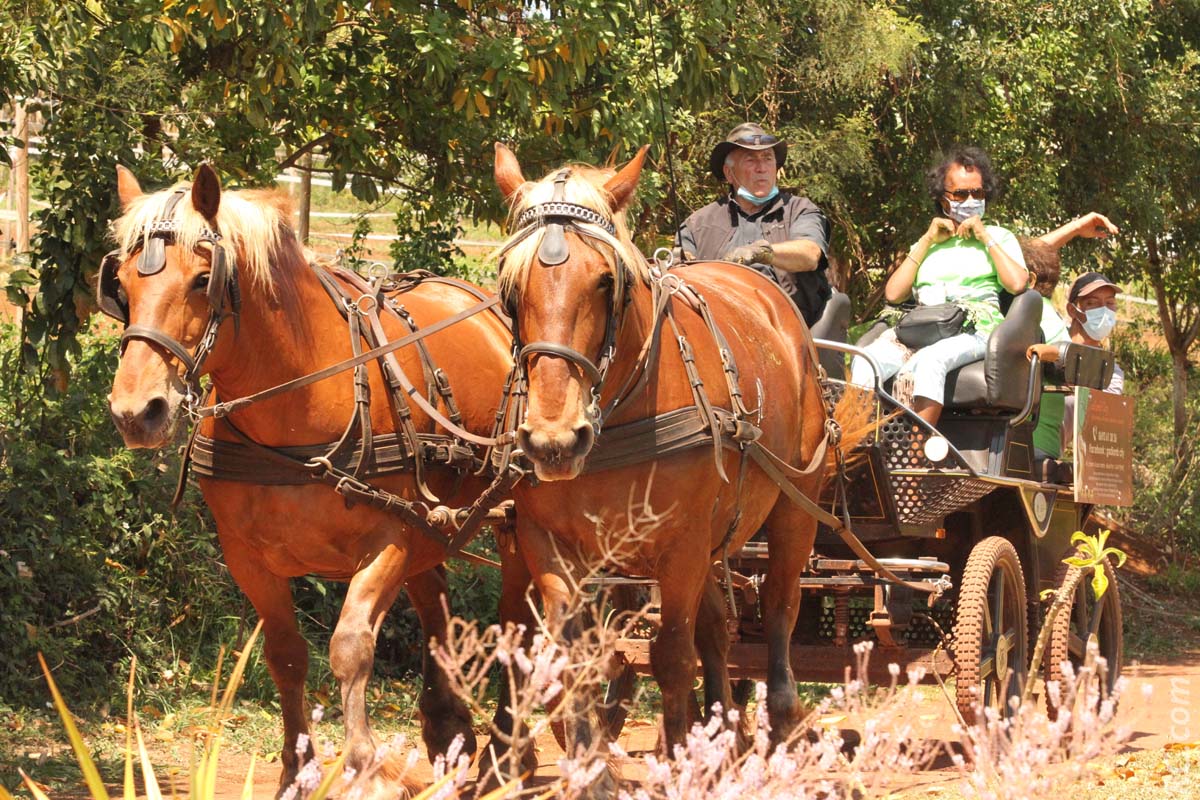 A la rencontre du cheval à l’occasion de la Journée Mondiale Alzheimer à Bassin Martin