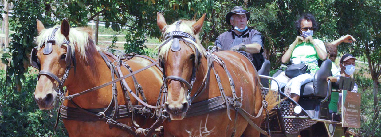 Maladie d'Alzheimer: journée cheval à Gadiamb City