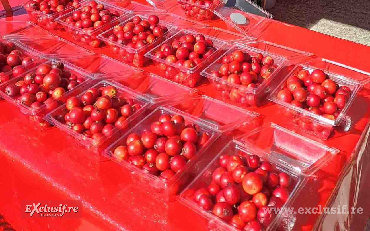 Le petit fruit rouge est devenu l'emblême de la Plaine des Palmistes