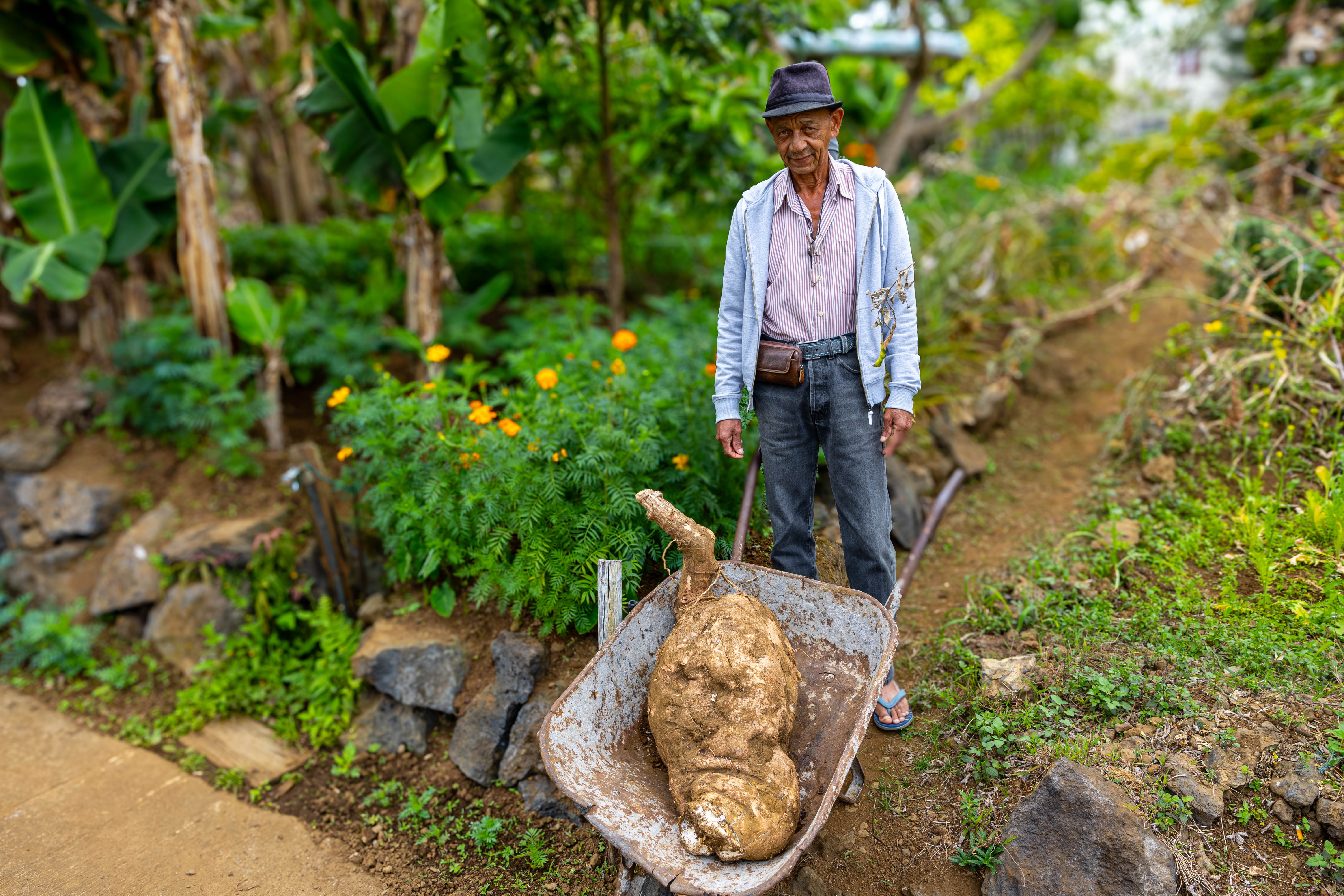 Christian Payet transportant son manioc exceptionnel de 50 kg