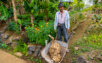 Insolite: un manioc de 50 kg découvert au Tampon!