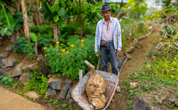 Christian Payet transportant son manioc exceptionnel de 50 kg